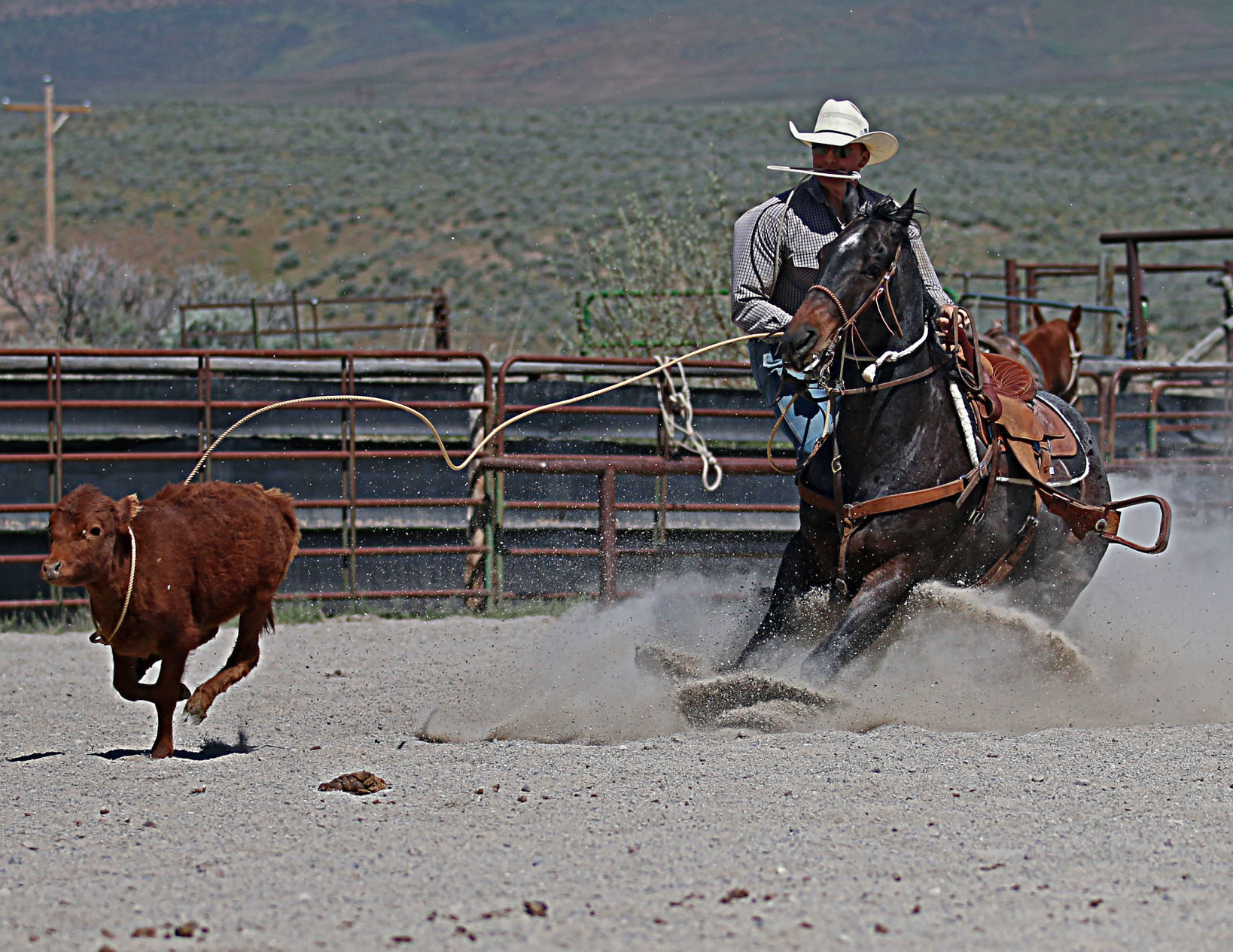 Dakota Eldridge Calf Roping